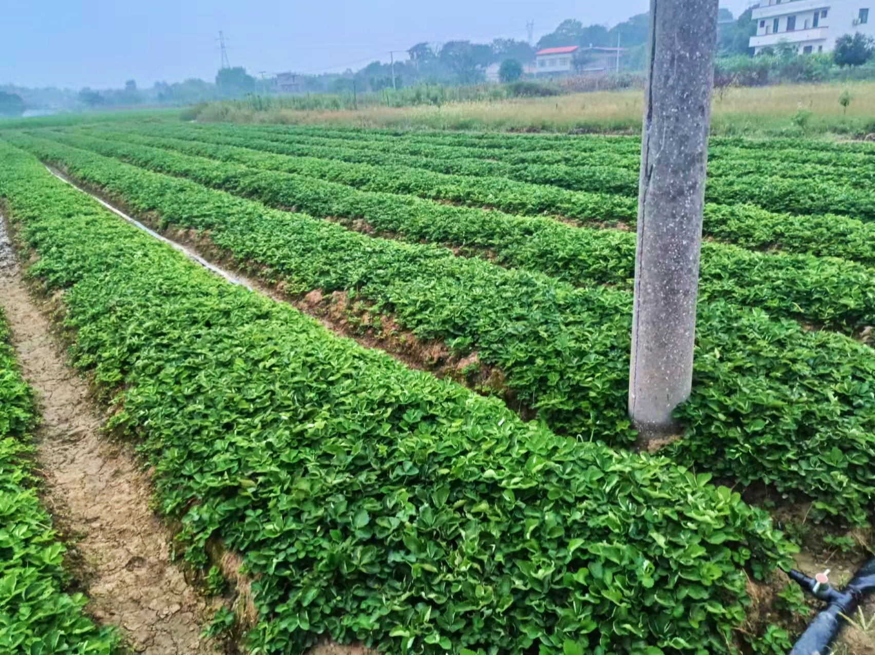 草莓苗甜查理定植示意图
