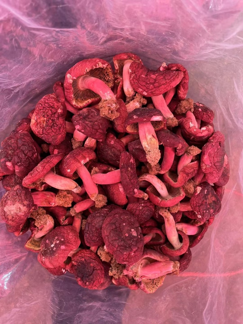 广西梧州藤县红菇 700.00元/斤野生红菇