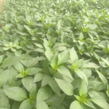 【精选苗】辣椒苗线椒苗黄皮薄皮线椒苗8号线椒抗旱抗病