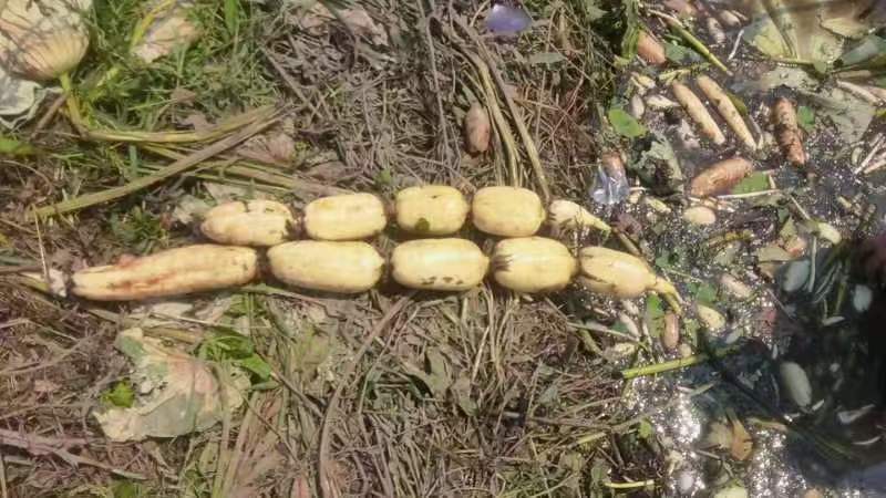 莲藕横切特写：洁白脆嫩的断面呈现明显孔道结构，表面微泛水光，周围散落几片翠绿荷叶与带泥藕节