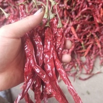 河南二荆条干辣椒精品干辣椒大量有货，需要的老板联系我