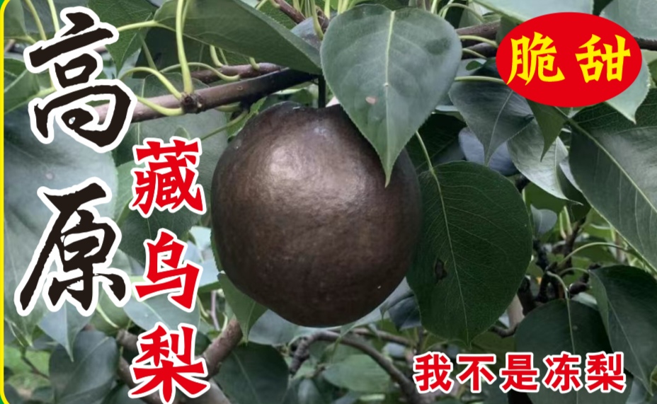 [藏乌梨批发]四川宜宾南溪区梨 200.00元/件藏乌梨 _ 一亩田