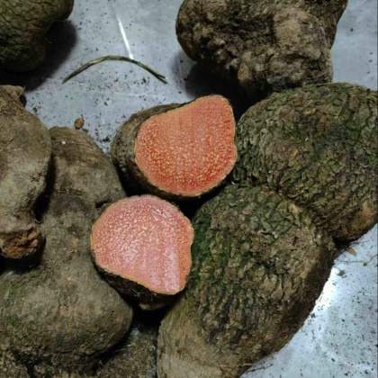 广东惠州朱砂莲价格行情走势 - 一亩田