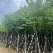 宫粉紫荆10～12公分基地直销大小规格齐全质量优质