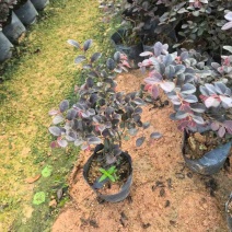 红花继木小袋中袋基地直销大小规格齐全质量优质