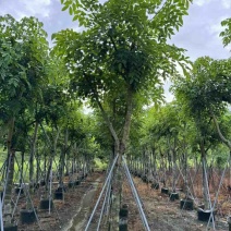 黄花腊肠树12～15公分基地直销大小规格齐全质量优质