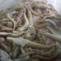 海鲶鱼