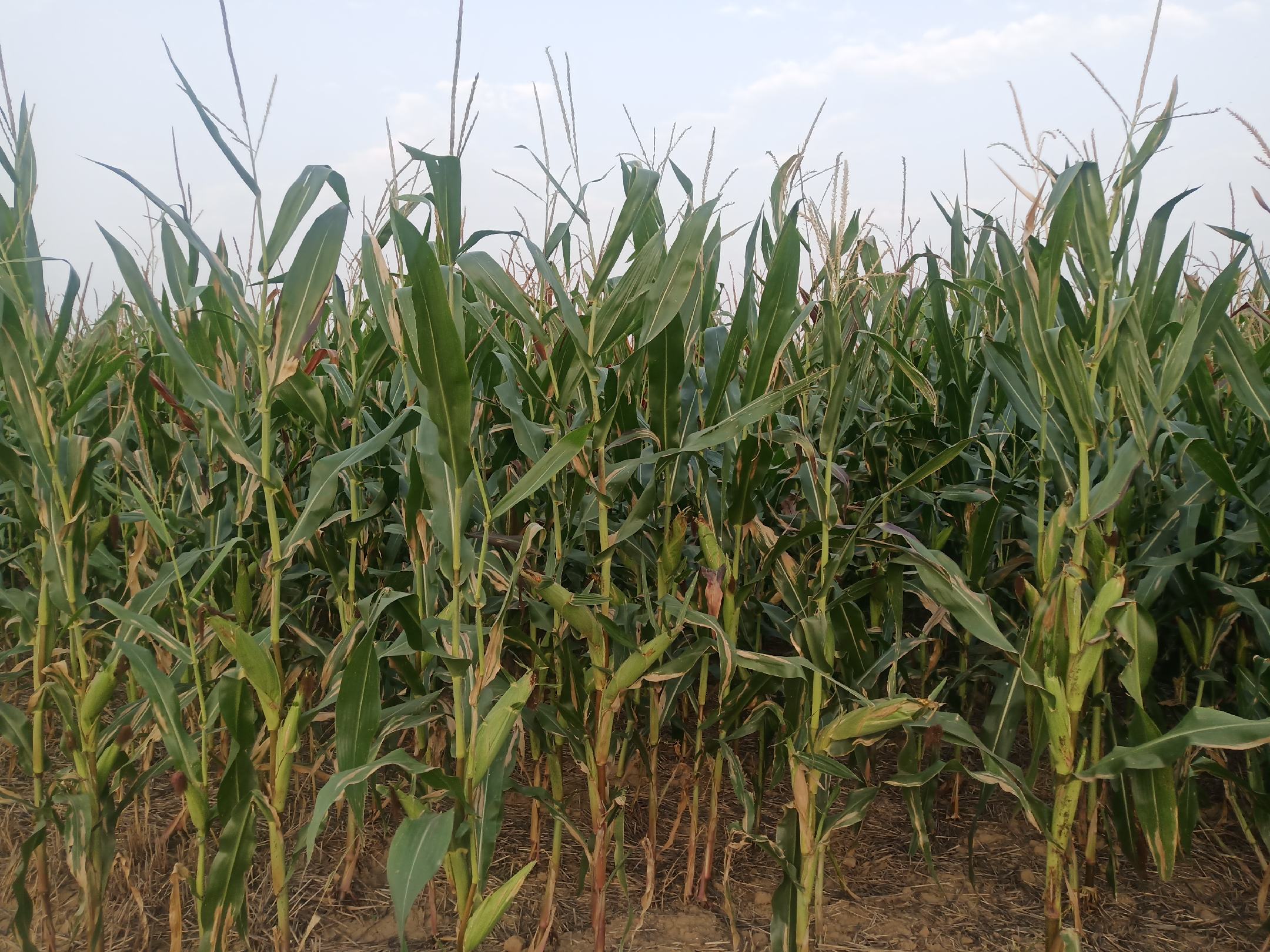 沃玉3号玉米田间生长中期实景图