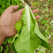 奶油白菜