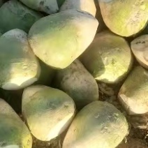 大头菜大吨位接单，基地出货，无黑心，不糠心，支技袋装。