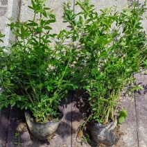 黄馨12ⅹ18杯基地有量，价格优惠，欢迎来一亩田订购。