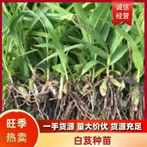 紫花三叉白芨苗直播苗高5公分左右块0.4到3公分通货