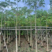 本地木棉5～10公分基地直销大小规格齐全质量优质