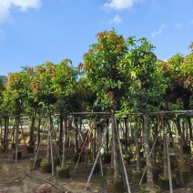 【芒果树】广东苗木基地直供质量保证一手货源欢迎订购