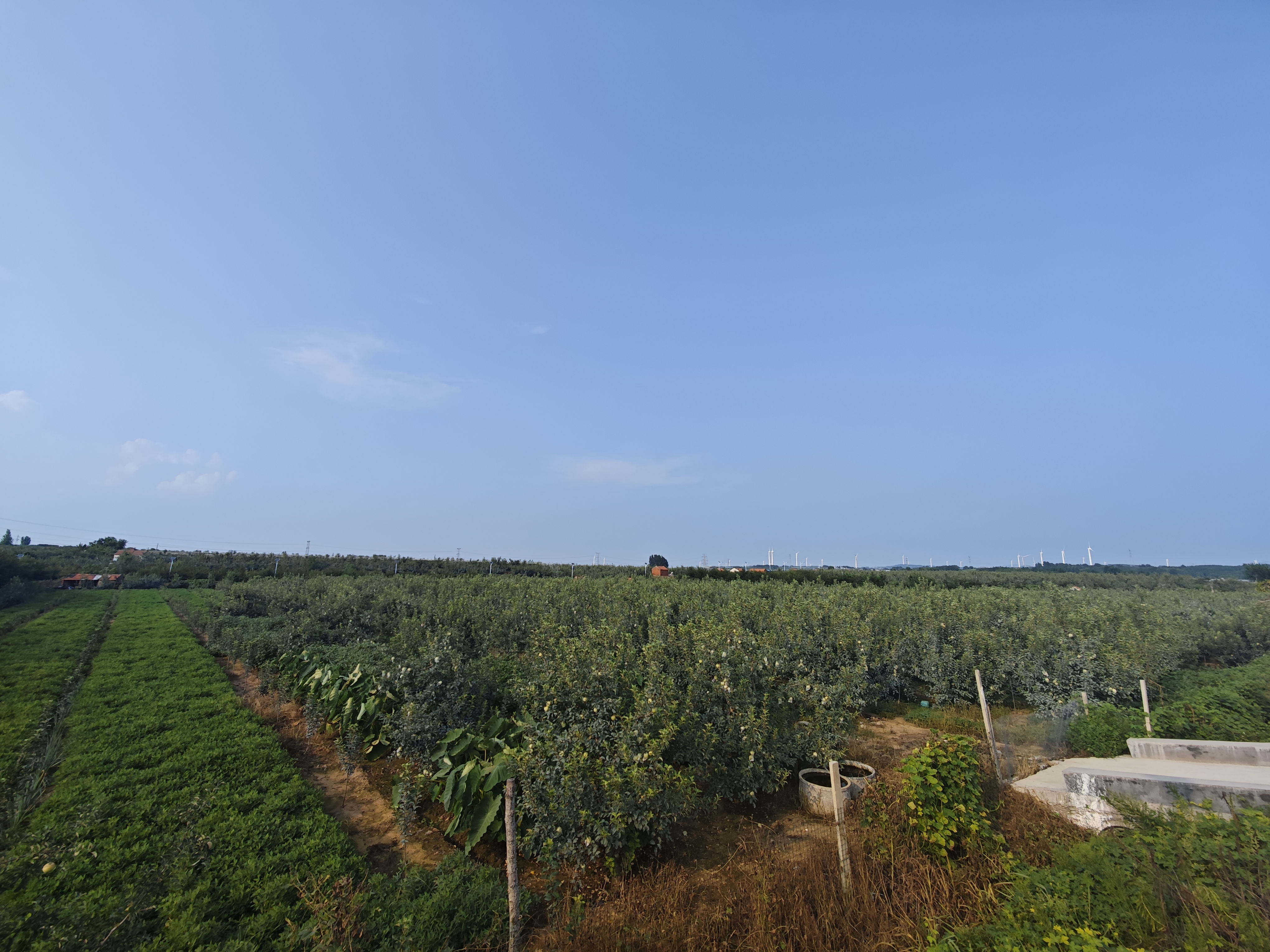 山西省大宁县连片分布的苹果园,秋季果园中黄元帅苹果挂满枝头,阳光照射下果面呈现金黄色光泽,背景为黄土高原丘陵地貌,远处有梯田式种植结构,无人机航拍视角展现规模化种植场景 大宁县苹果果园航拍图