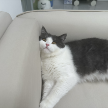 宠物猫蓝白