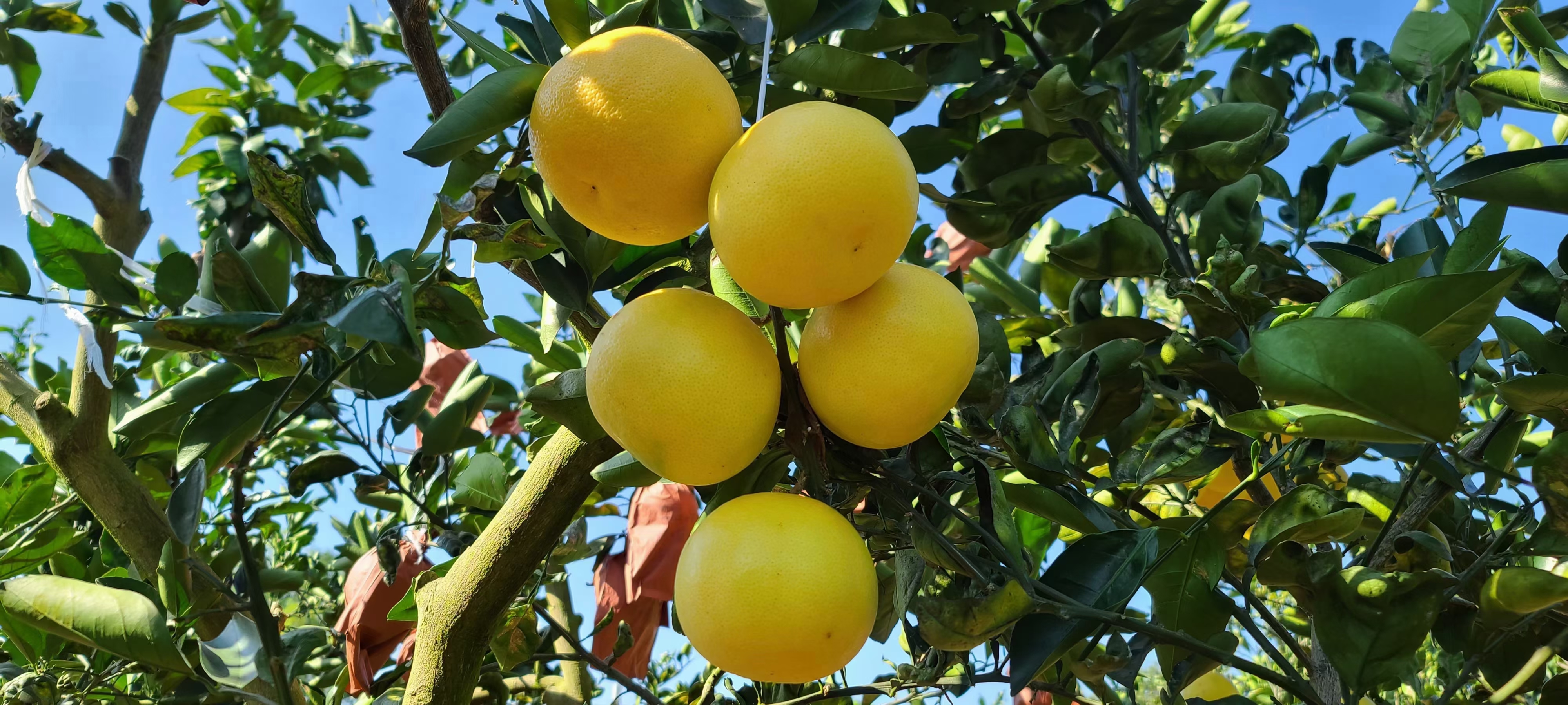 葡萄柚果园全景图