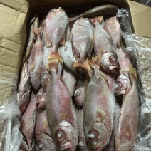 红目鲢大眼鲷鱼