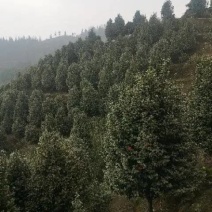 茶花树优质茶花树园林绿化道路绿化**量大质优