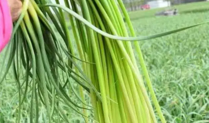 蒜薹新鲜采摘特写