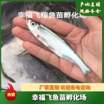 批发翘嘴白，翘嘴白水花，夏花。大白刁鱼苗