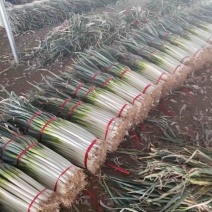 精品长白大葱