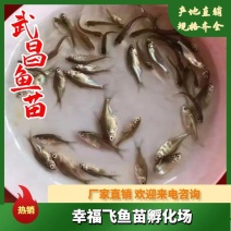 批发武昌鱼苗，鳊鱼苗(团头鲂)水花，武昌鱼夏花