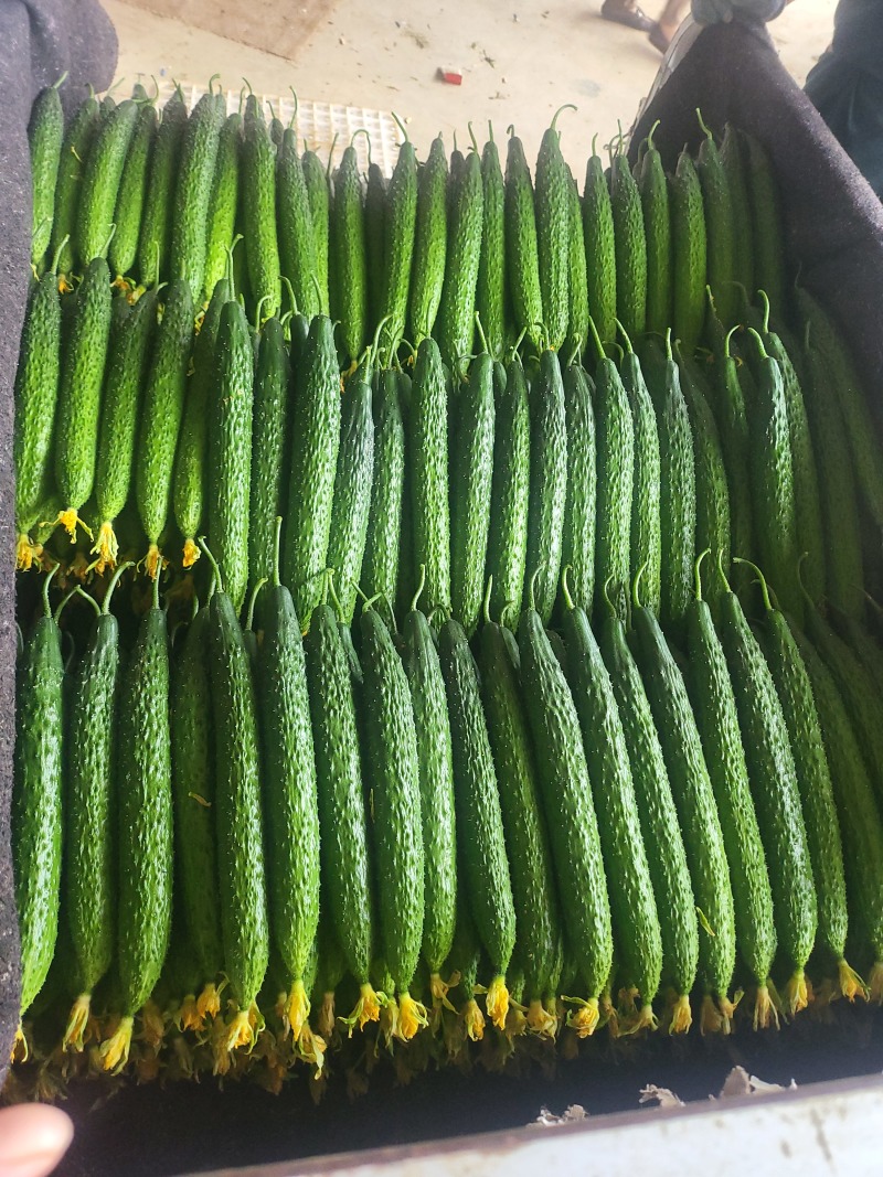 山东临沂沂南县黄瓜 1.50元/斤精品青瓜