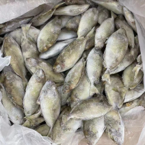 泥猛鱼柠檬鱼120/140没件