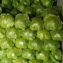 甘蓝！中甘系列品种！个头匀称！球型微软！叶面鲜绿！
