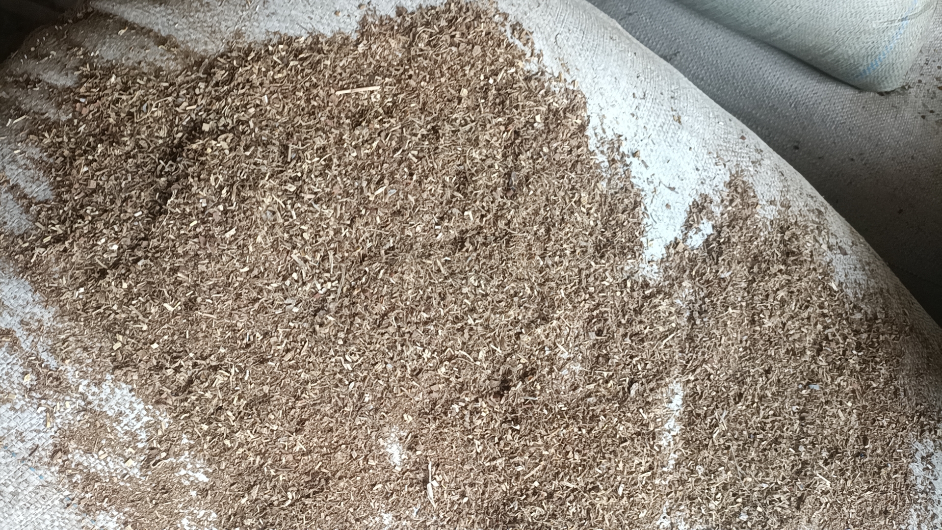 黑玛卡根茎实物图