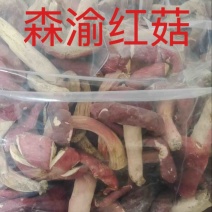野生红菇干货汤头特甜特嫩红椎菌干磨菇产地批发