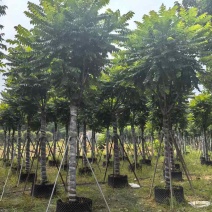 麻楝12～15公分基地直销大小规格齐全质量优质