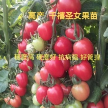 千禧圣女果苗口感好产量高抗病毒采摘园基地种植有现苗
