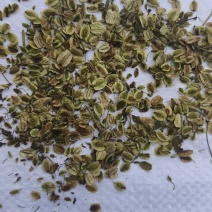 白芷种子祁白芷籽兴安白芷一年生药材种子春秋播种