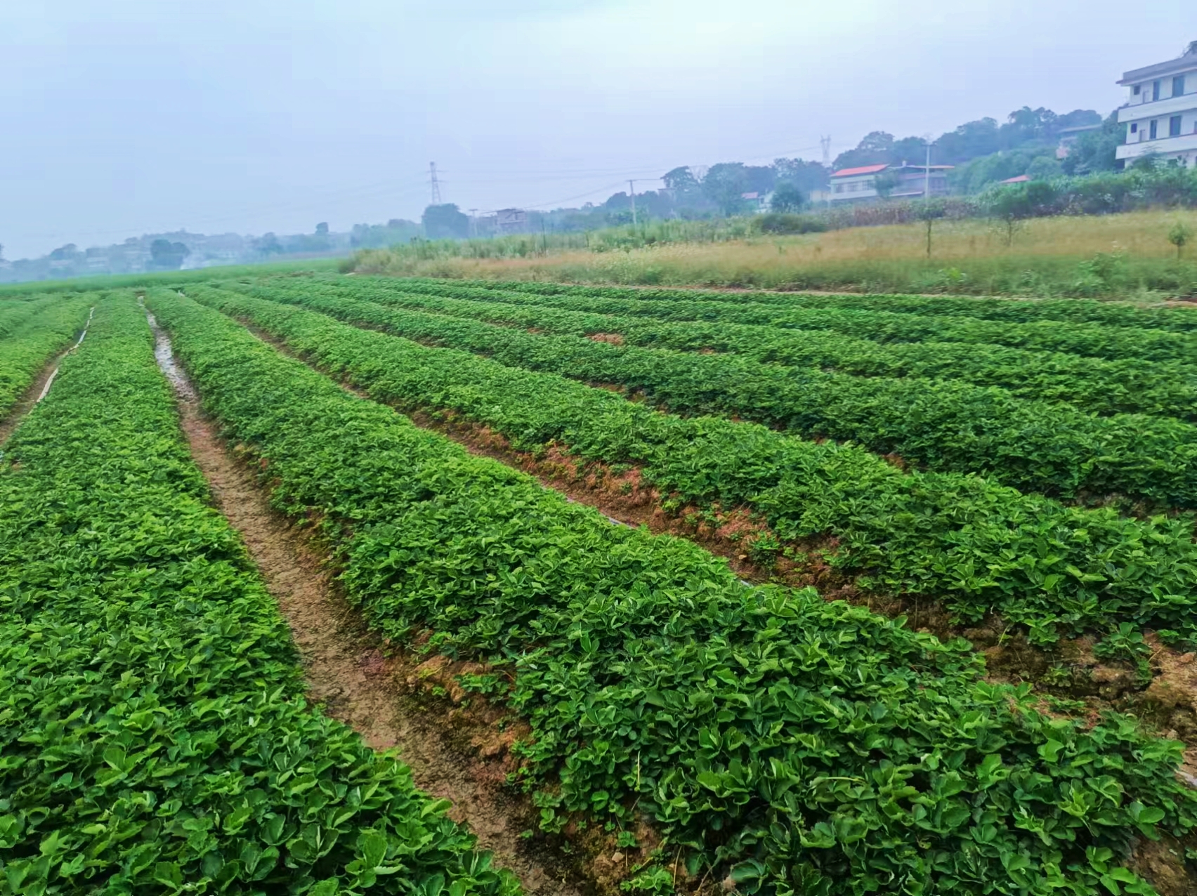 展示中国甜查理草莓与奶油草莓的主要种植区域分布 草莓种植基地分布图