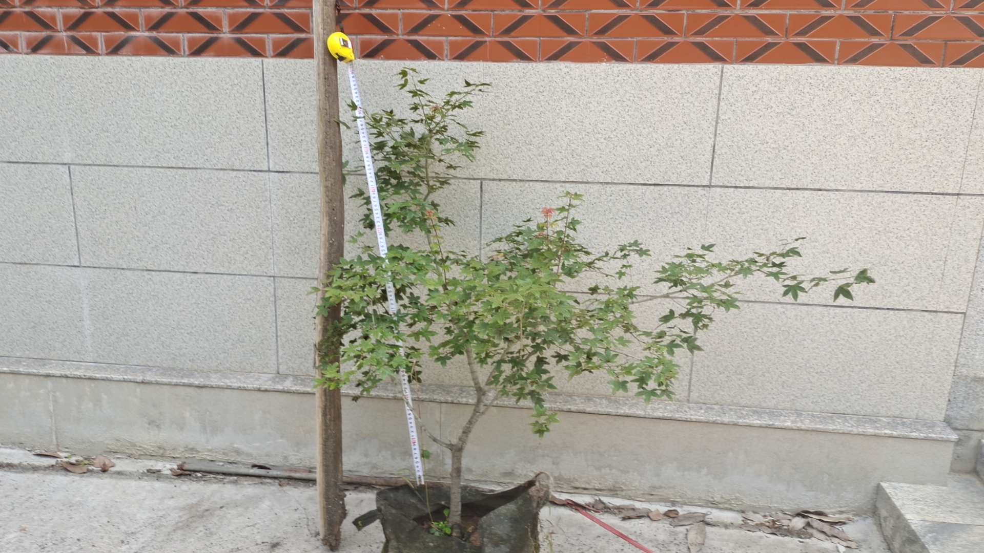 矮干五角枫被培育为盆景,小巧精致,适合作为家居装饰或礼品 矮干五角枫盆景展示