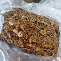 开伞茶树菇，茶树菇开伞菇，细条开伞菇，便宜茶树菇