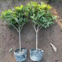 独杆棒棒糖型天香台阁桂花黄天香桂花盆栽地栽室内室外栽种