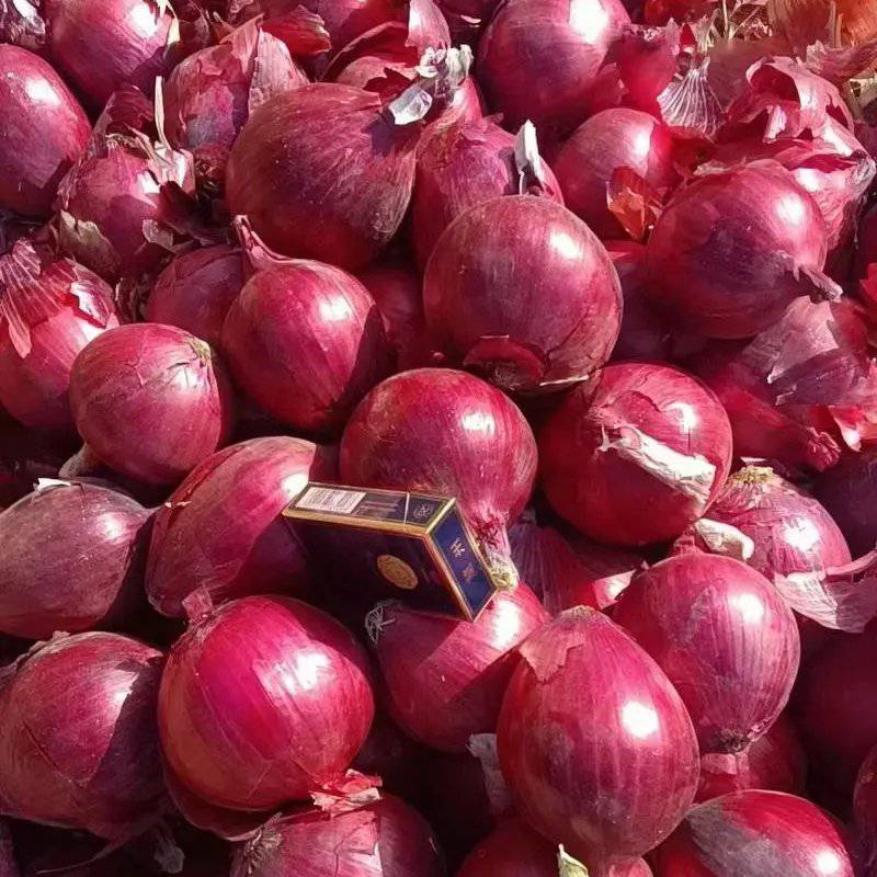 当前位置>供应大厅>蔬菜>洋葱>当前产地热卖产品