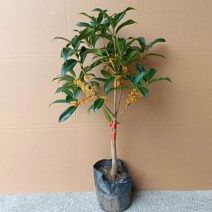 当年靠接状元红桂花盆栽地栽室内室外浓香型
