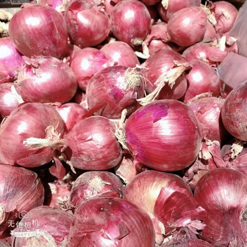 当前位置>供应大厅>蔬菜>洋葱>当前产地热卖产品