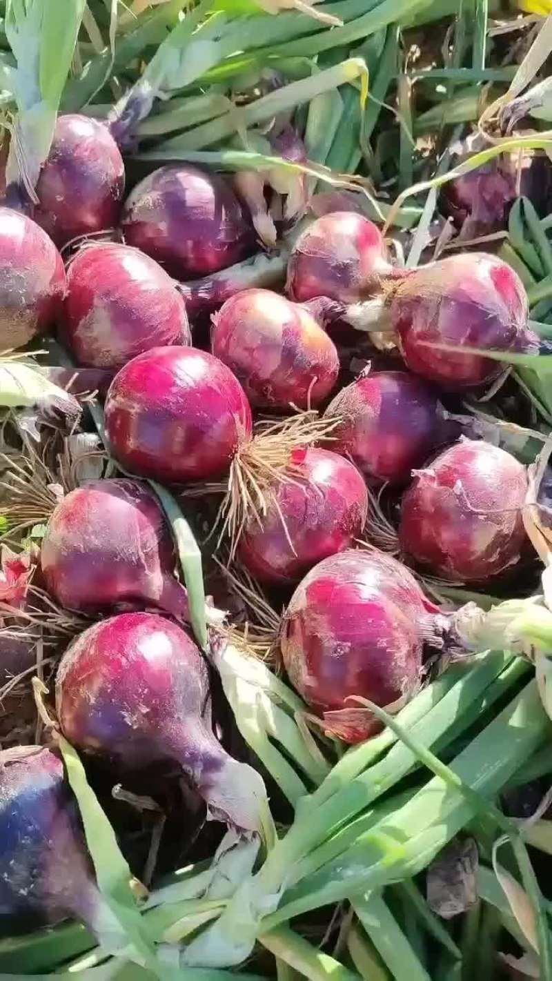 当前位置>供应大厅>蔬菜>洋葱>当前产地热卖产品