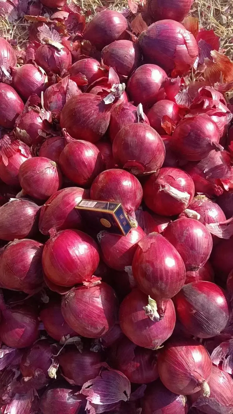 当前位置>供应大厅>蔬菜>洋葱>当前产地热卖产品