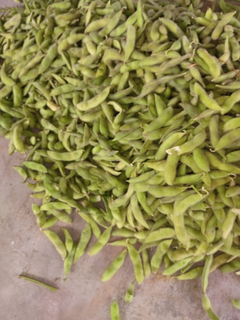 九月寒毛豆九月寒打米豆