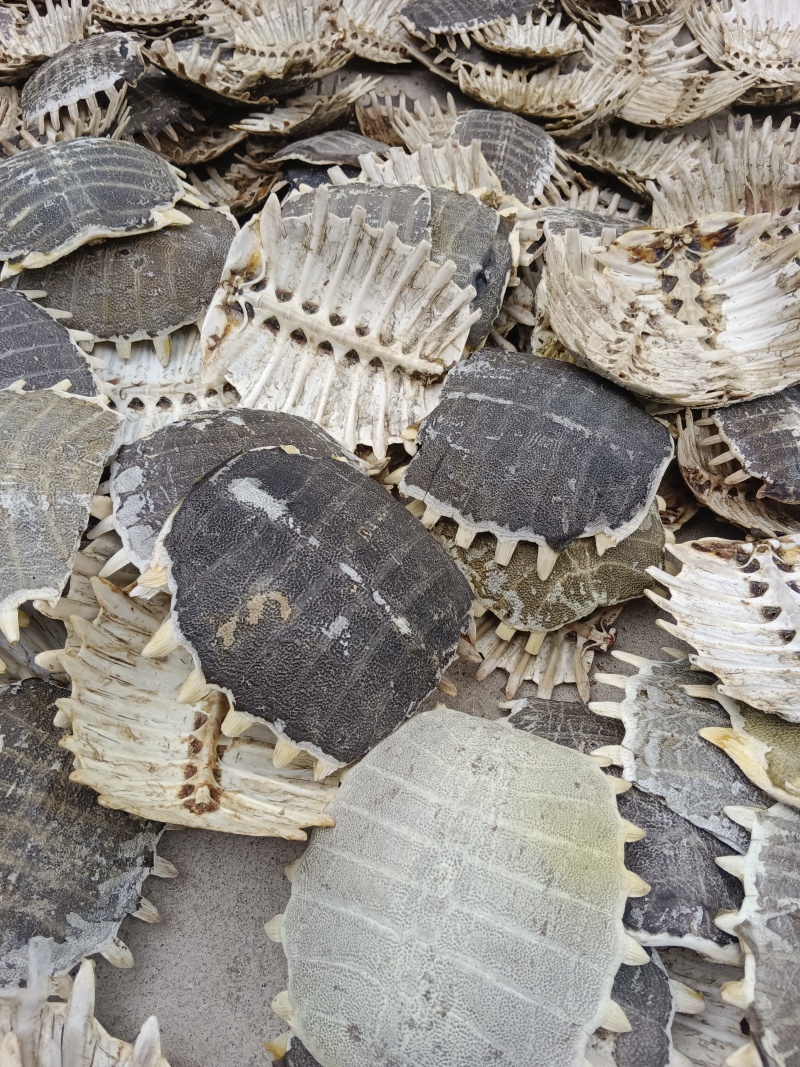 鳖甲一手货源量大从优欢迎各地客商洽谈合作
