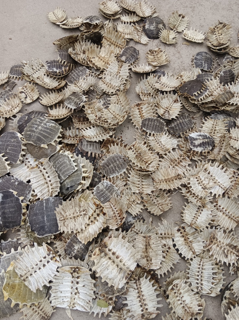 山东临沂河东区鳖甲 120.00元/公斤鳖甲 一手货