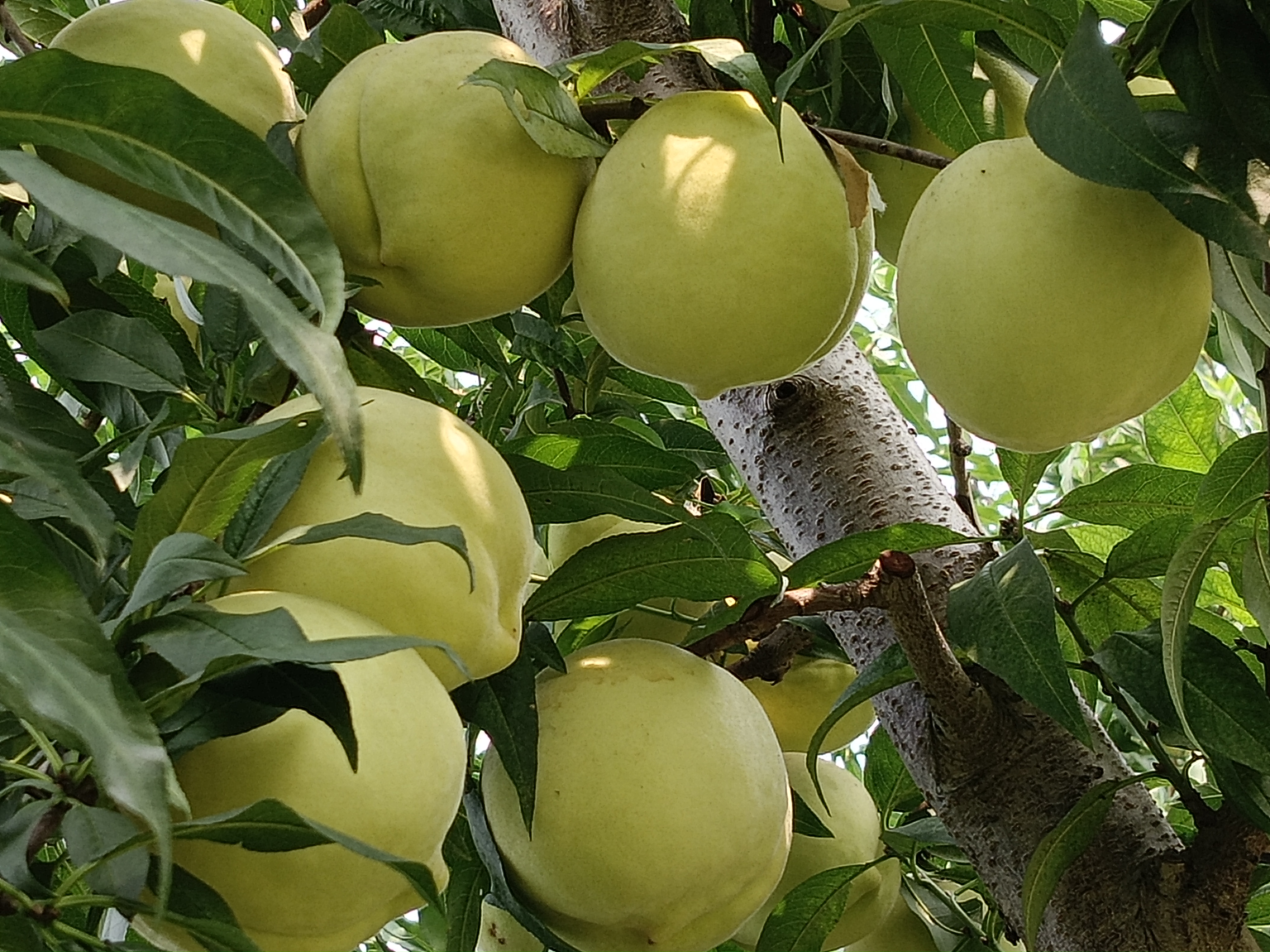 中华寿桃夏季修剪实景图