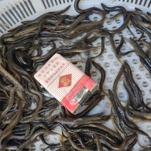 东北泥鳅圆鳅规格齐全质量保证诚信经营欢迎咨询