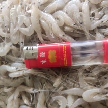 白米虾秀丽白虾规格齐全量大从优欢迎咨询